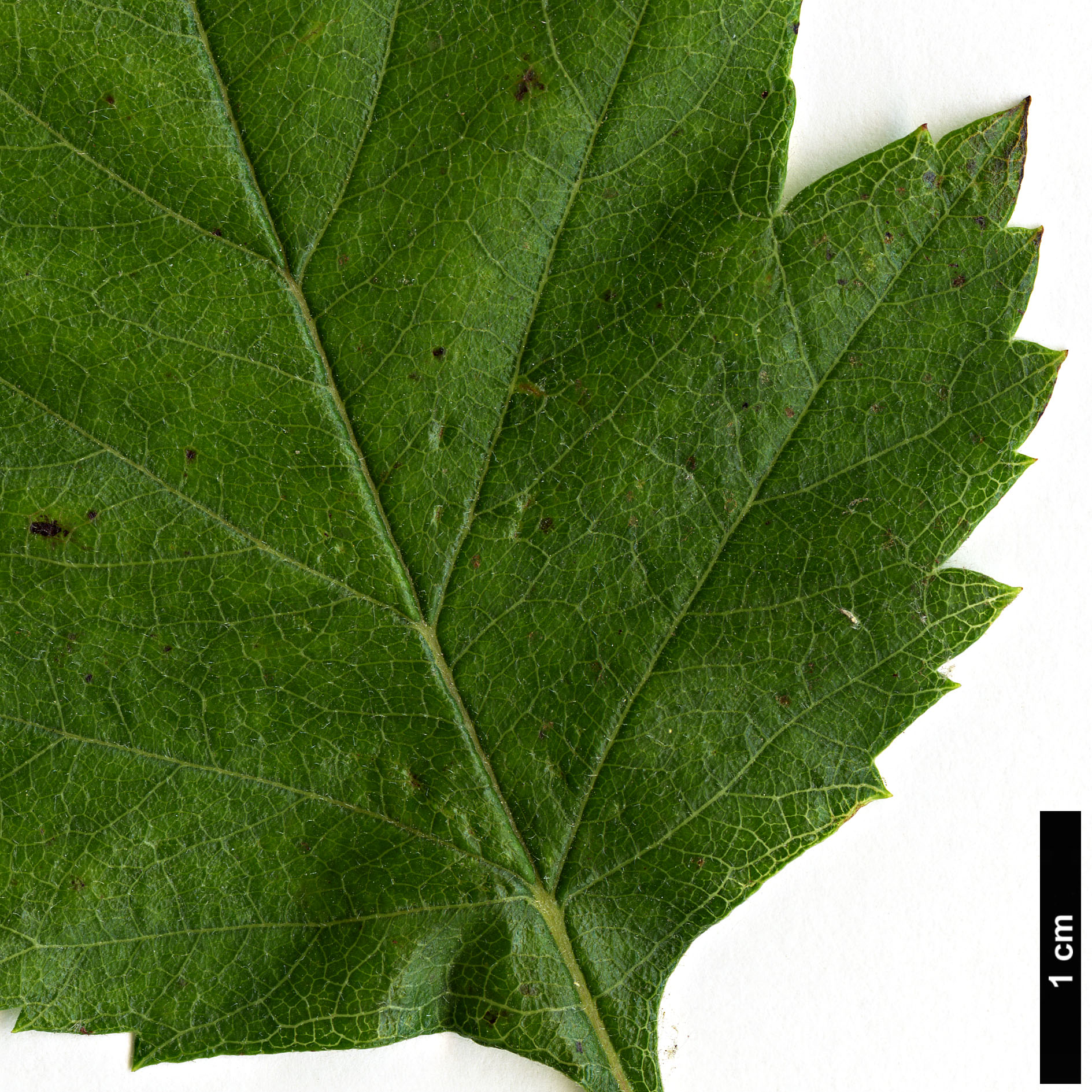 High resolution image: Family: Rosaceae - Genus: Crataegus - Taxon: mollis - SpeciesSub: var. viburnifolia
